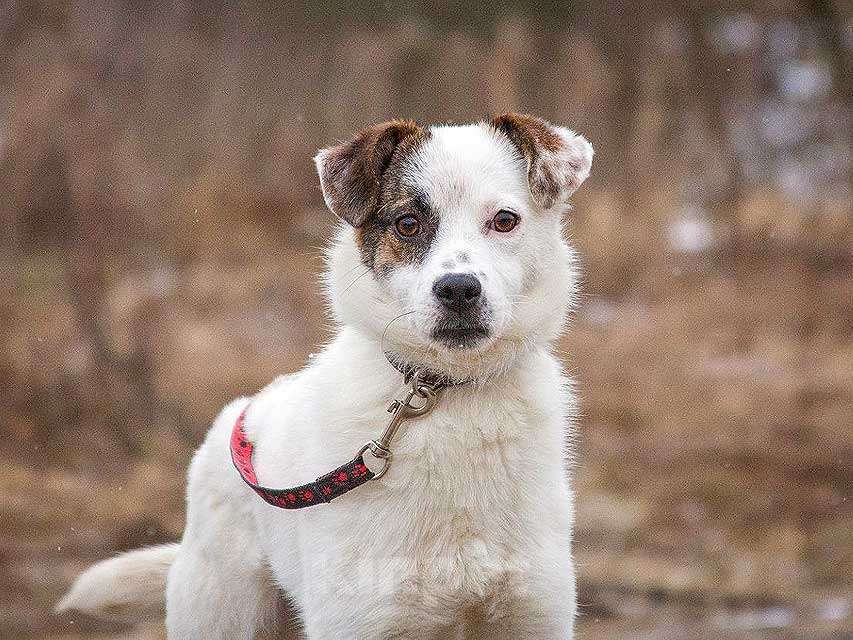 Собаки в Москве: Миниатюрная диванная собачка Дафи ищет дом Девочка, Бесплатно - фото 1
