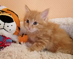 Кошки в Калуге: Котята породы Курильский бобтейл Мальчик, 40 000 руб. - фото 3