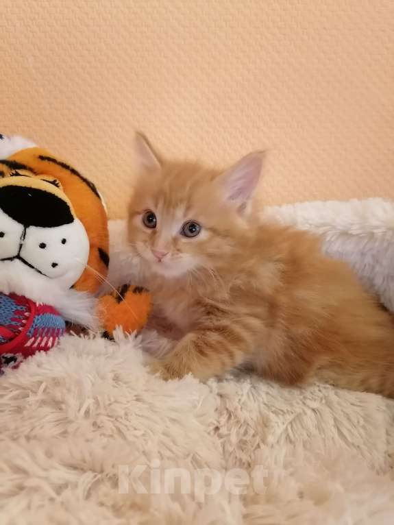 Кошки в Калуге: Котята породы Курильский бобтейл Мальчик, 40 000 руб. - фото 3