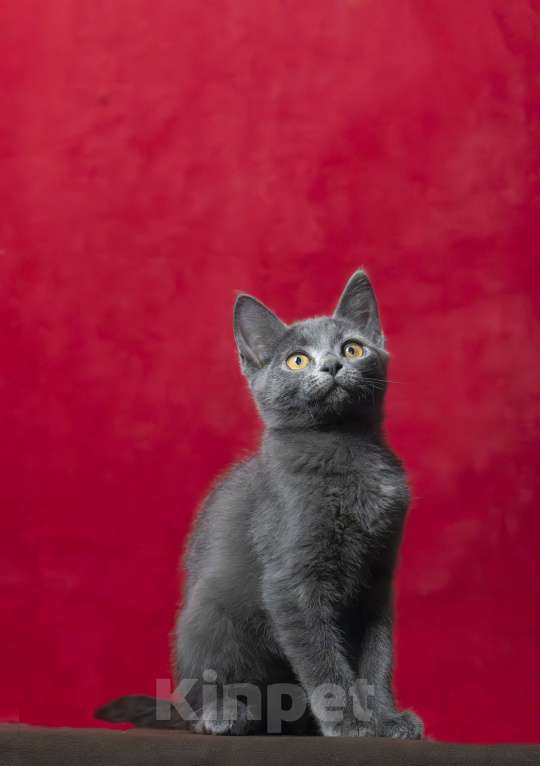 Кошки в Москве: Серая желтоглазая кошечка Девочка, 25 000 руб. - фото 4
