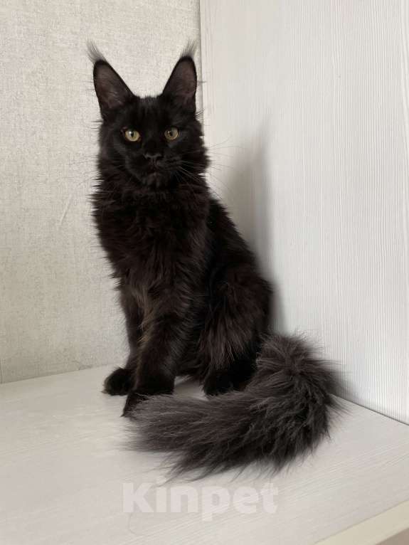 Кошки в Ижевске: Мейн-кун мальчик с документами Мальчик, 60 000 руб. - фото 2