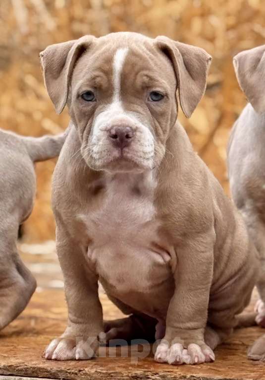 Собаки в Перми: Продаются щенки породы Американский булли Разнополые, 70 000 руб. - фото 1