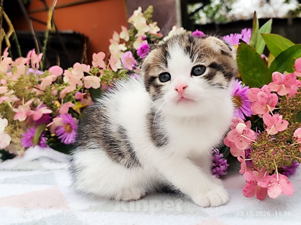 Кошки в Москве: Котенок мальчик от домашней кошки Сибирской породы. Отец вислоухий шотландец. Мальчик, 7 000 руб. - фото 3