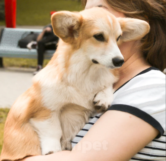 Собаки в Тольятти: Корги Этери Эсми Девочка, 50 000 руб. - фото 4