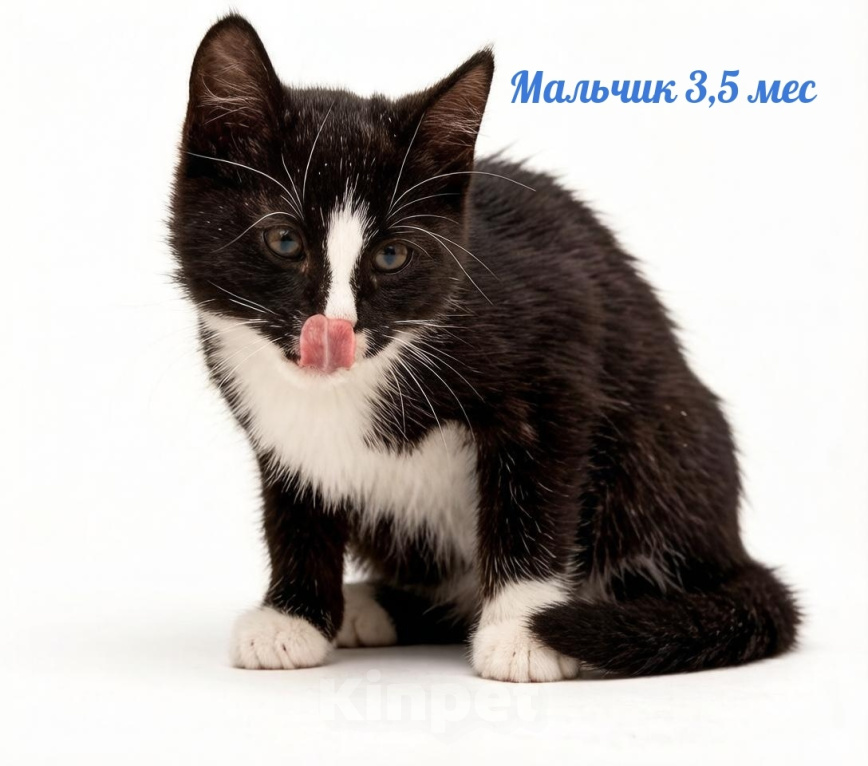Кошки в Люберцах: В добрые руки: три черные кошечки Девочка, Бесплатно - фото 3