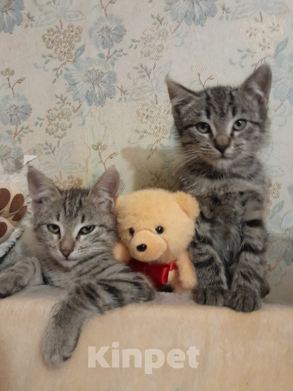 Кошки в других городах Ленинградской области: Бэм и Симба ищут дом Мальчик, Бесплатно - фото 2