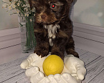 Собаки в Москве: Шоколадный малыш йорка Мальчик, 35 000 руб. - фото 5