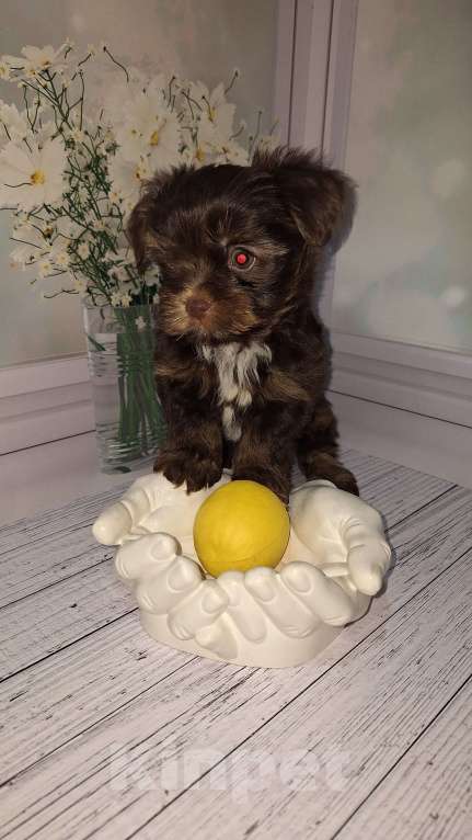 Собаки в Москве: Шоколадный малыш йорка Мальчик, 35 000 руб. - фото 5