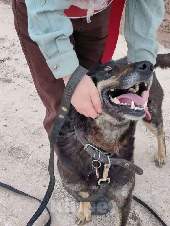 Собаки в других городах Пермского края: Брутальный внешне, а внутри мамочник Мальчик, Бесплатно - фото 10