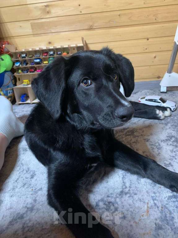 Собаки в Красногорске: Сэм, 5 месяцев в добрые руки  Мальчик, Бесплатно - фото 7