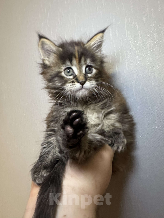 Кошки в Кудрово: Котенок мейн-кун, девочка Девочка, 65 000 руб. - фото 2