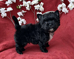 Собаки в Москве: Чёрный йорк мальчик стандарт кукольный Мальчик, 80 000 руб. - фото 3
