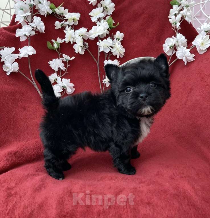 Собаки в Москве: Чёрный йорк мальчик стандарт кукольный Мальчик, 80 000 руб. - фото 3