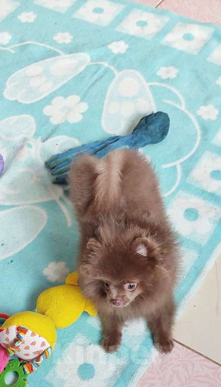 Собаки в Раменском: 💕Лиловый померанец в любимцы.  Мальчик, 50 000 руб. - фото 2