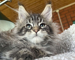 Кошки в других городах Московской области: Мейн-кун котенок Девочка, 120 000 руб. - фото 3
