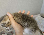 Кошки в Москве: Котенок в добрые руки Девочка, Бесплатно - фото 2