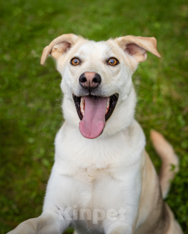 Собаки в Солнечногорске: Жизнерадостная, ласковая девчонка. Семейная собака Девочка, Бесплатно - фото 1