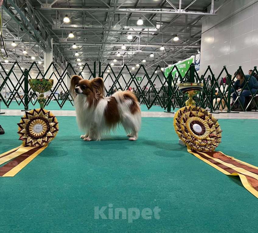 Собаки в Москве: Малыш папийон  Мальчик, Бесплатно - фото 4