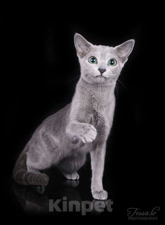 Кошки в Калининграде: Выведена из программы разведения. Чистокровная, чемпион Европы Девочка, Бесплатно - фото 1