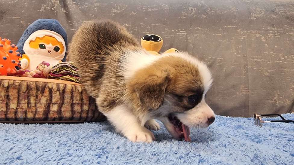 Собаки в Москве: Элитные щенки Мальчик, 85 000 руб. - фото 3