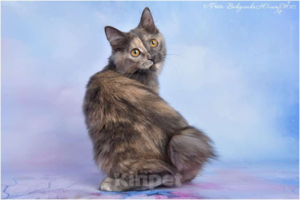 Кошки в Ростове-на-Дону: Курильский бобтейл  Девочка, 50 000 руб. - фото 1