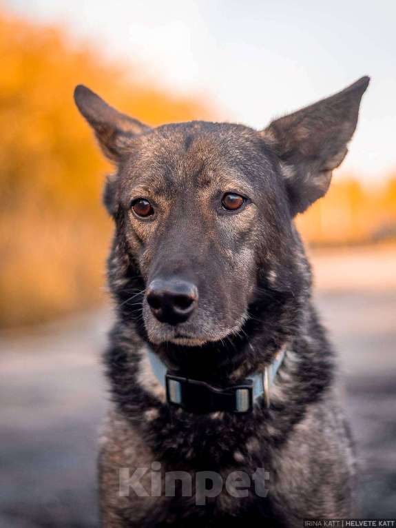 Собаки в Москве: Спокойный утончённый и тактичный Джай из приюта в добрые руки Мальчик, Бесплатно - фото 6