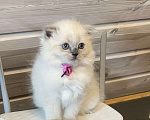 Кошки в Санкт-Петербурге: Шотландские котята Мальчик, 25 000 руб. - фото 10