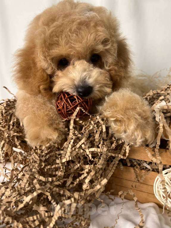 Собаки в Москве: Мальтипу щенки Мальчик, 100 000 руб. - фото 4