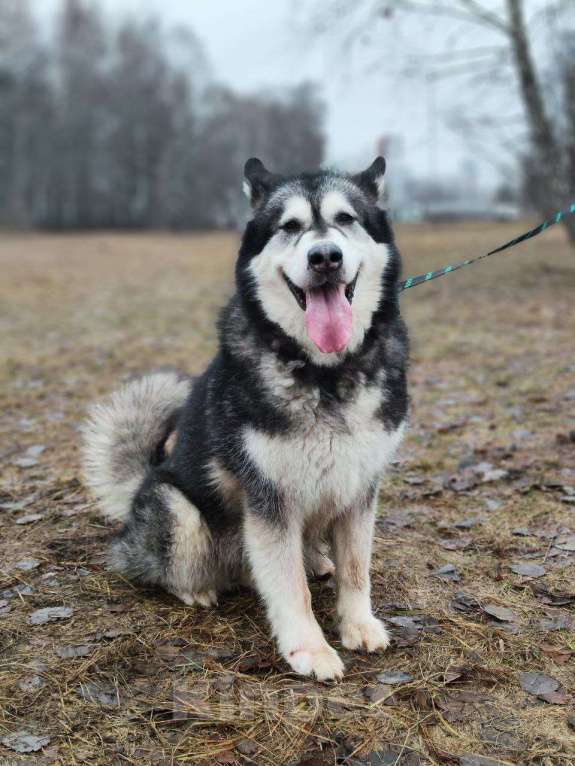 Собаки в Москве: Кайли выкинули спустя 8 лет семейной жизни Девочка, Бесплатно - фото 4