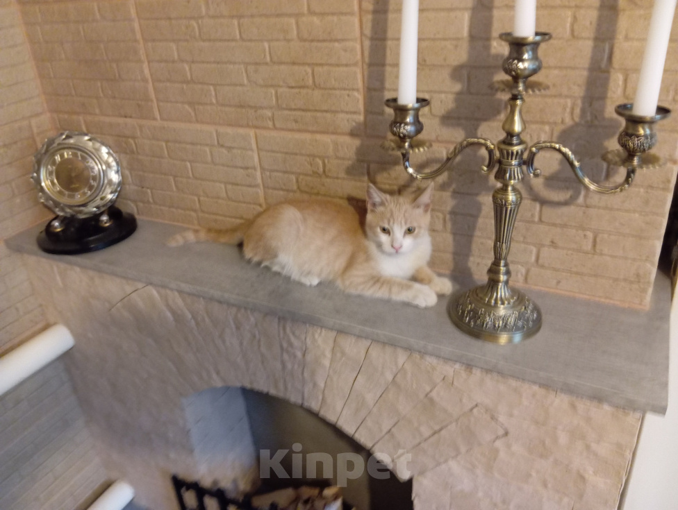 Кошки в Волгограде: Котята в добрые руки и ответственные руки Разнополые, Бесплатно - фото 1