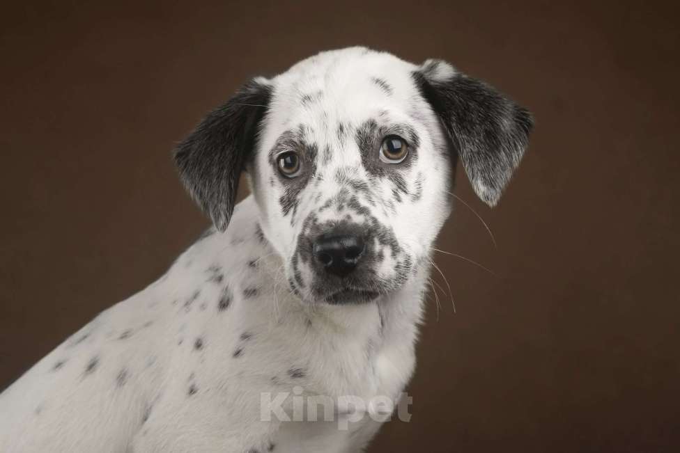 Собаки в Москве: Щенок в добрые руки Мальчик, Бесплатно - фото 2