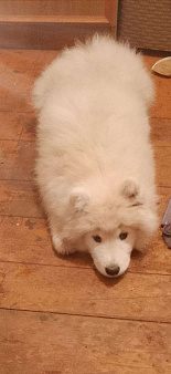 Мальчик самоед