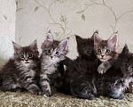 Кошки в Самаре: Котята Мейн-кун Разнополые, 20 000 руб. - фото 3