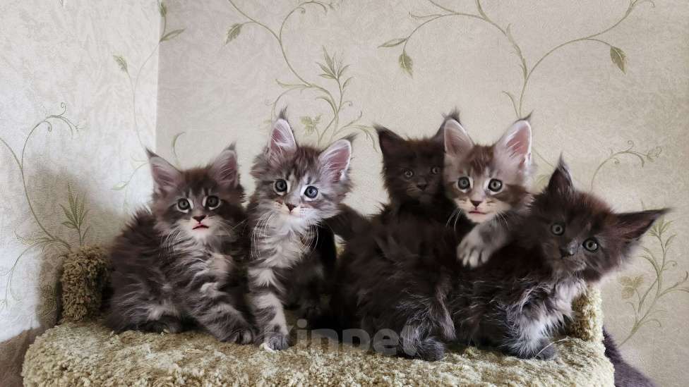 Кошки в Самаре: Котята Мейн-кун Разнополые, 20 000 руб. - фото 3