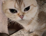Кошки в Москве: Британсая короткошерстная девочка Девочка, 50 000 руб. - фото 1