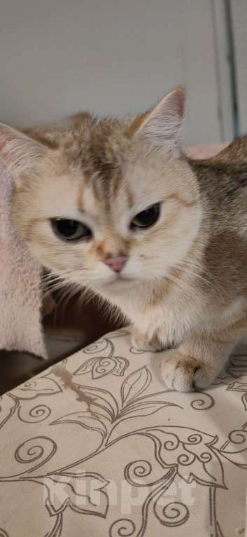 Кошки в Москве: Британсая короткошерстная девочка Девочка, 50 000 руб. - фото 1