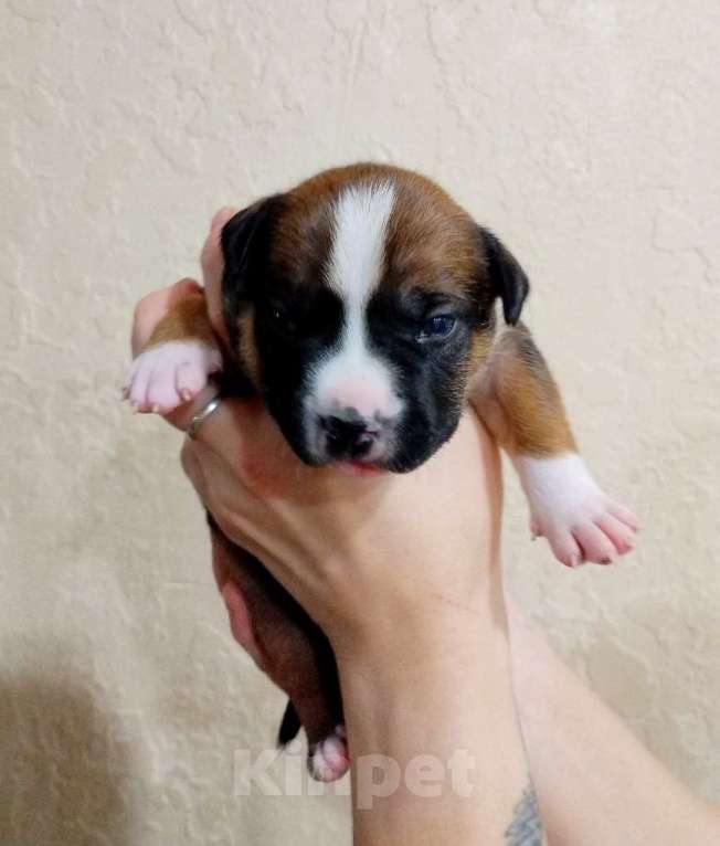 Собаки в Москве: Шикарная малышка амстаффа  Девочка, 80 000 руб. - фото 5