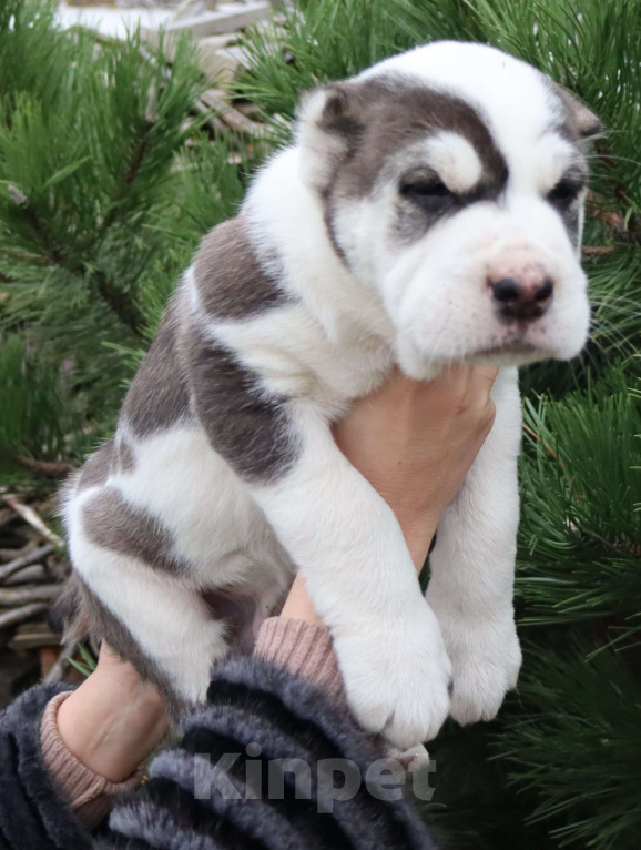 Собаки в Краснодаре: Щенок САО Мальчик, 60 000 руб. - фото 1