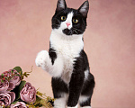 Кошки в Москве: Котенок Борщ в добрые руки Мальчик, Бесплатно - фото 3