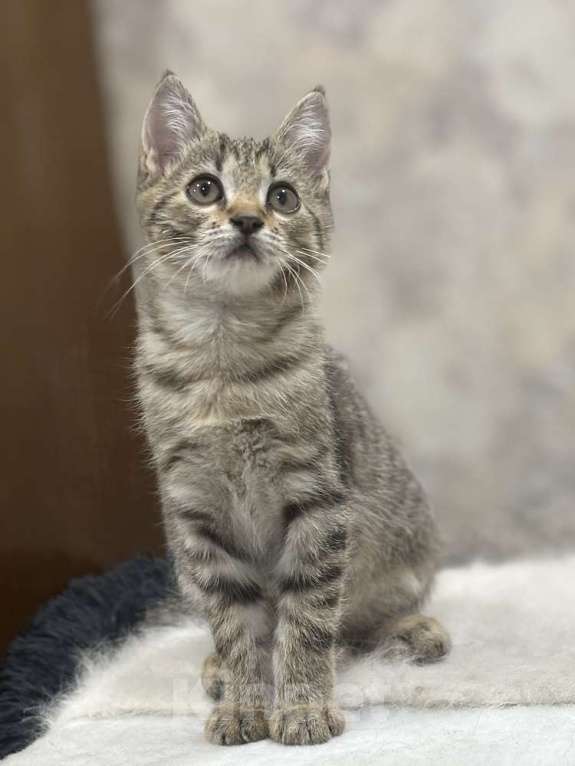 Кошки в Москве: Микки-котенок мечты для вашей семьи! Мальчик, Бесплатно - фото 2