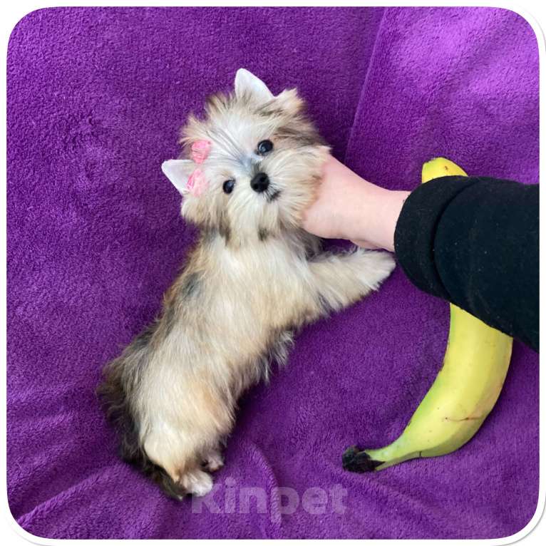 Собаки в Москве: Голддаст йорк золотая девочка мини Девочка, 85 000 руб. - фото 6