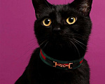 Кошки в Москве: Черный котенок-подросток Гудини в дар Мальчик, 1 руб. - фото 2