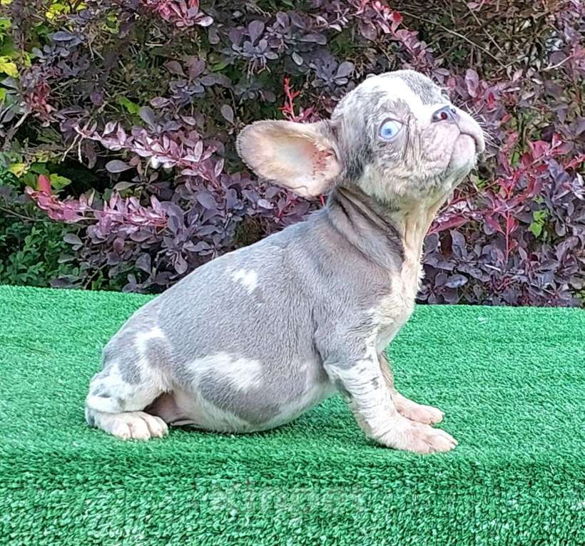 Собаки в Туле: Французский бульдог мальчик  Мальчик, 50 000 руб. - фото 3