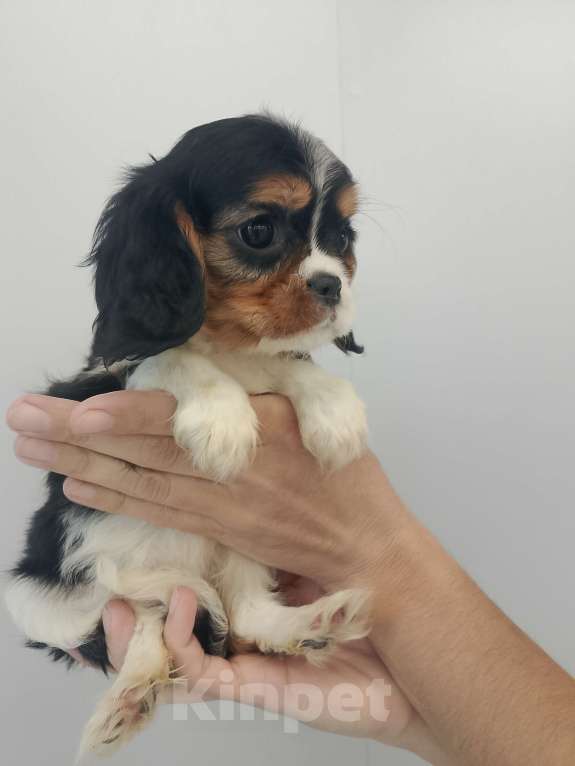 Собаки в Дзержинске: Триколор девочка Девочка, 100 000 руб. - фото 1