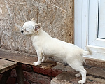 Собаки в Йошкаре-Оле: Щенок  чихуахуа длинношерстной Мальчик, 30 000 руб. - фото 2