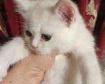 Кошки в Нытве: Котик шотландец, 4 000 руб. - фото 1
