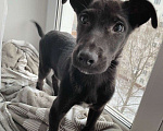 Собаки в Москве: 5 милых щенков ищут дом, Бесплатно - фото 4