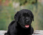 Собаки в Благовещенске: Щенок лабрадора, 45 000 руб. - фото 1