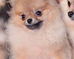 Собаки в Химках: померанский шпиц взрослая микро девочка Девочка, 50 000 руб. - фото 1