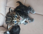 Кошки в других городах Ленинградской области: Мей-куны полидакты - котята в &quot; руковичках&quot; Мальчик, 45 000 руб. - фото 9